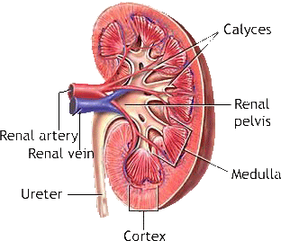 kidney