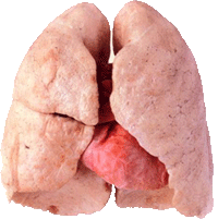 lungs